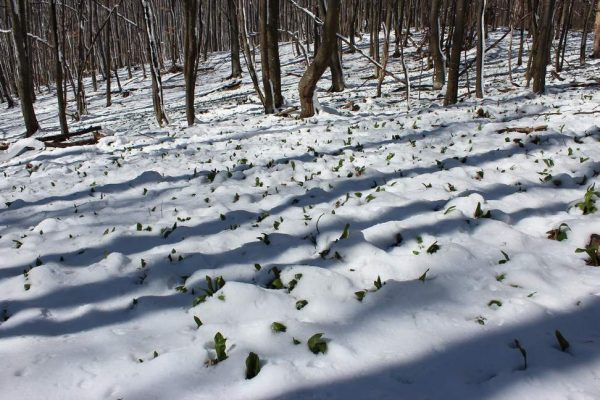 Pročitajte više o članku Srimušijada 7.3.2021. PD Mališćak Velika