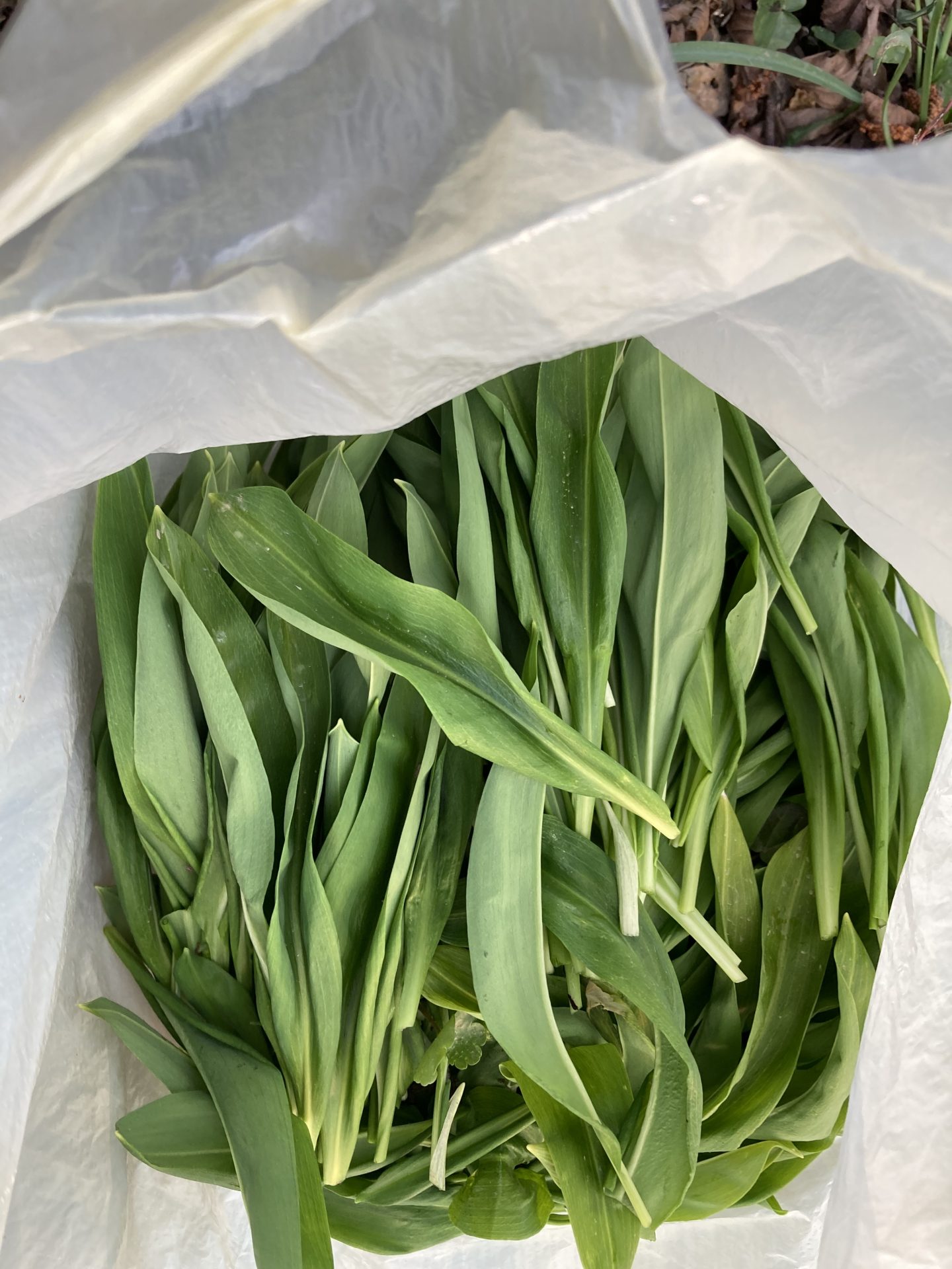 Trenutno pregledavate Proba s moba